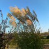 Miscanthus New Hybrid